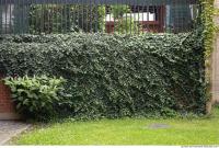 wall overgrown ivy 0010